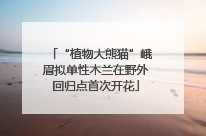 “植物大熊猫”峨眉拟单性木兰在野外回归点首次开花