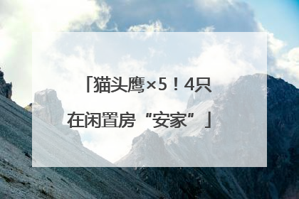 猫头鹰×5！4只在闲置房“安家”
