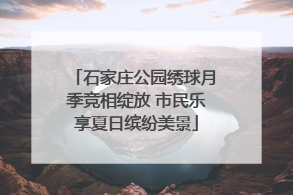 石家庄公园绣球月季竞相绽放 市民乐享夏日缤纷美景