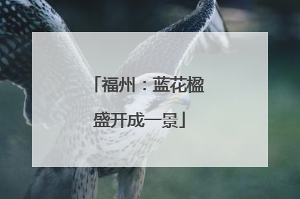 福州：蓝花楹盛开成一景