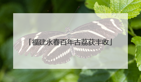 福建永春百年古荔获丰收
