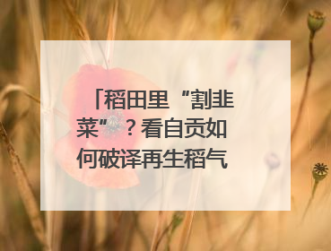 稻田里“割韭菜”？看自贡如何破译再生稻气象密码｜绿镜头·发现中国