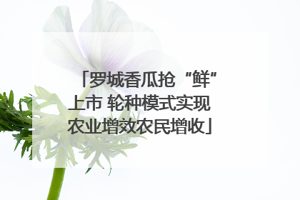 罗城香瓜抢“鲜”上市 轮种模式实现农业增效农民增收