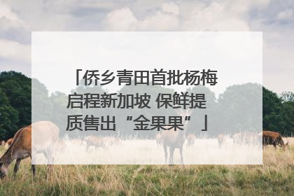 侨乡青田首批杨梅启程新加坡 保鲜提质售出“金果果”