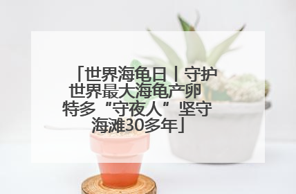 世界海龟日丨守护世界最大海龟产卵 特多“守夜人”坚守海滩30多年