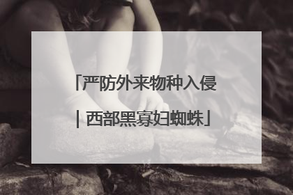 严防外来物种入侵｜西部黑寡妇蜘蛛