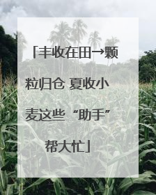 丰收在田→颗粒归仓 夏收小麦这些“助手”帮大忙