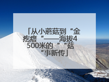 从小蘑菇到“金疙瘩“——海拔4500米的““菇“事新传
