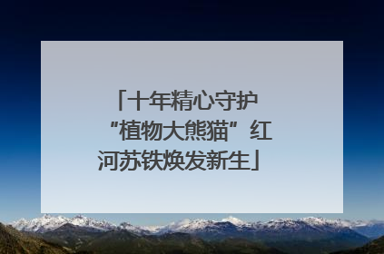 十年精心守护 “植物大熊猫”红河苏铁焕发新生