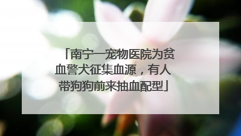 南宁一宠物医院为贫血警犬征集血源，有人带狗狗前来抽血配型