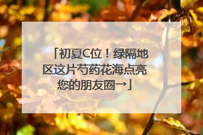 初夏C位！绿隔地区这片芍药花海点亮您的朋友圈→