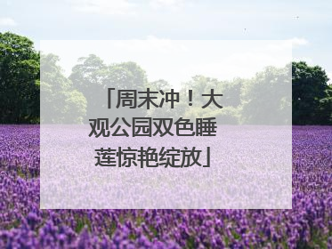 周末冲！大观公园双色睡莲惊艳绽放