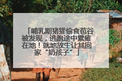 哺乳期猪獾偷食苞谷被发现，逃跑途中累瘫在地！就地放生让其回家“奶孩子”