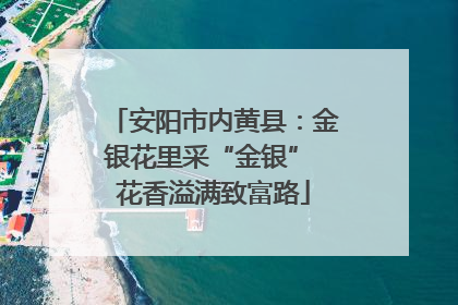 安阳市内黄县：金银花里采“金银” 花香溢满致富路