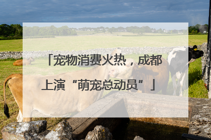 宠物消费火热，成都上演“萌宠总动员”