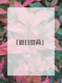 夏日赏荷