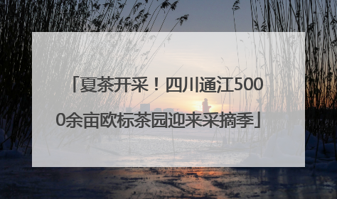 夏茶开采！四川通江5000余亩欧标茶园迎来采摘季