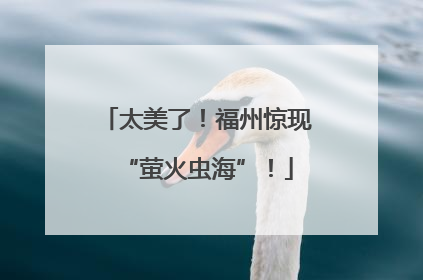 太美了！福州惊现“萤火虫海”！