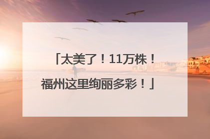 太美了！11万株！福州这里绚丽多彩！