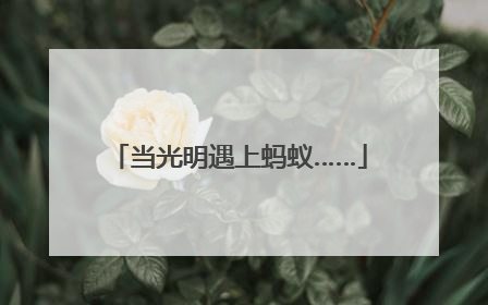 当光明遇上蚂蚁……