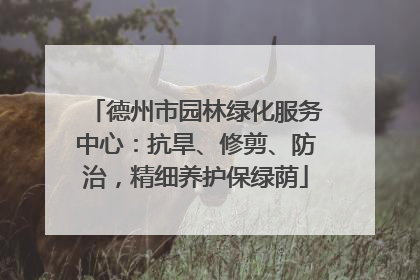 德州市园林绿化服务中心：抗旱、修剪、防治，精细养护保绿荫