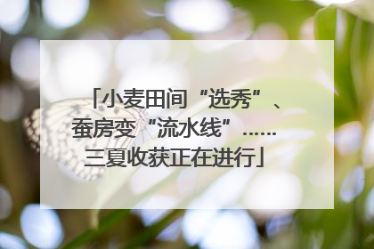 小麦田间“选秀”、蚕房变“流水线”……三夏收获正在进行