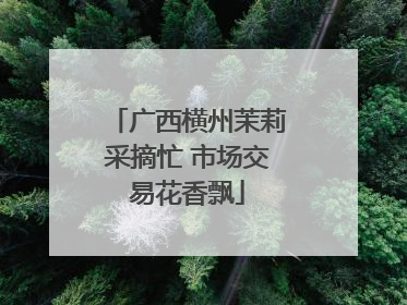 广西横州茉莉采摘忙 市场交易花香飘
