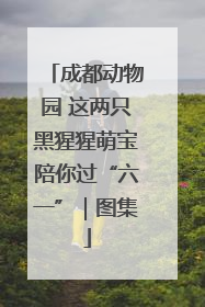成都动物园 这两只黑猩猩萌宝陪你过“六一”｜图集