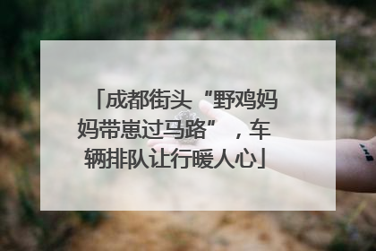 成都街头“野鸡妈妈带崽过马路”，车辆排队让行暖人心