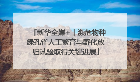 新华全媒+丨濒危物种绿孔雀人工繁育与野化放归试验取得关键进展