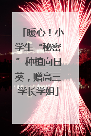 暖心！小学生“秘密”种植向日葵，赠高三学长学姐
