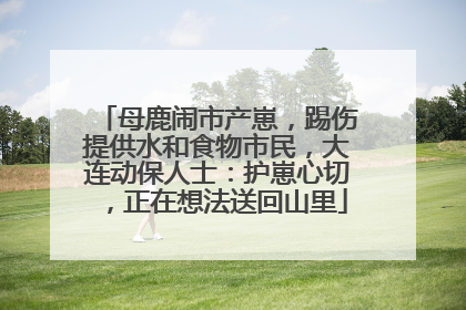 母鹿闹市产崽，踢伤提供水和食物市民，大连动保人士：护崽心切，正在想法送回山里