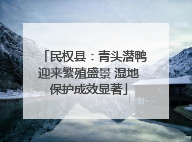 民权县：青头潜鸭迎来繁殖盛景 湿地保护成效显著