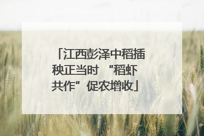 江西彭泽中稻插秧正当时 “稻虾共作”促农增收