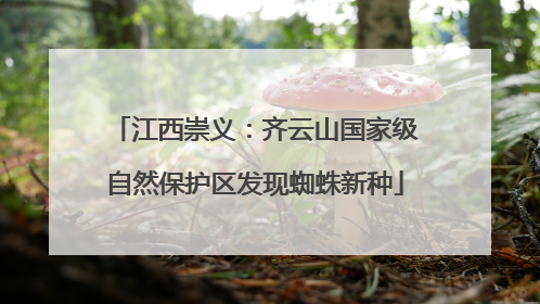 江西崇义：齐云山国家级自然保护区发现蜘蛛新种