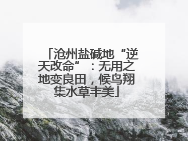 沧州盐碱地“逆天改命”：无用之地变良田，候鸟翔集水草丰美