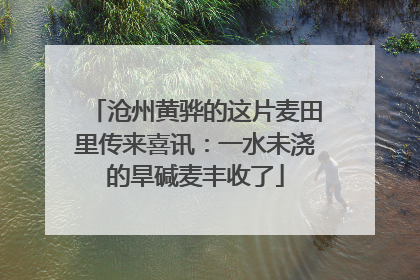 沧州黄骅的这片麦田里传来喜讯：一水未浇的旱碱麦丰收了