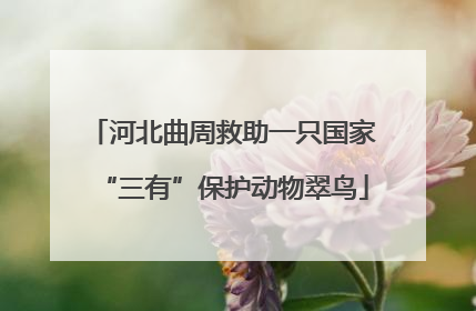 河北曲周救助一只国家“三有”保护动物翠鸟