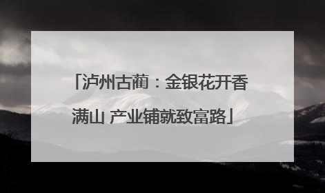 泸州古蔺：金银花开香满山 产业铺就致富路