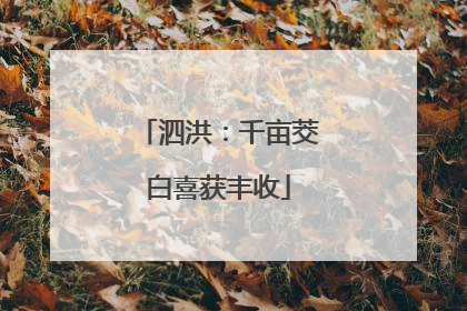 泗洪：千亩茭白喜获丰收
