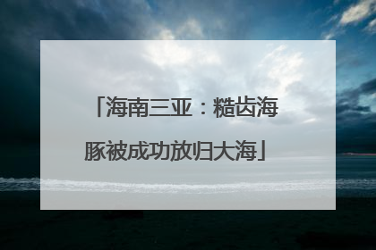 海南三亚：糙齿海豚被成功放归大海