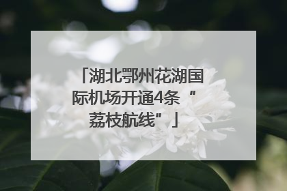 湖北鄂州花湖国际机场开通4条“荔枝航线”