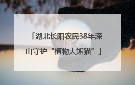 湖北长阳农民38年深山守护“植物大熊猫”