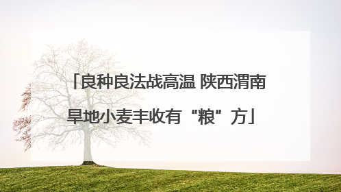 良种良法战高温 陕西渭南旱地小麦丰收有“粮”方