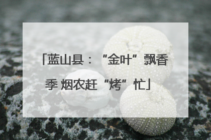 蓝山县：“金叶”飘香季 烟农赶“烤”忙