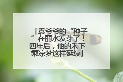 袁爷爷的“种子”在丽水发芽了！四年后，他的禾下乘凉梦这样延续