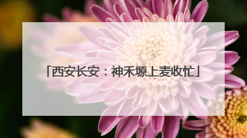 西安长安：神禾塬上麦收忙
