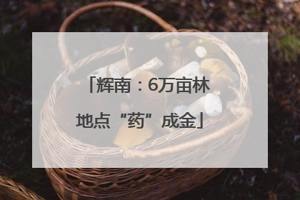 辉南：6万亩林地点“药”成金