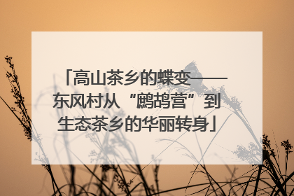 高山茶乡的蝶变——东风村从“鹧鸪营”到生态茶乡的华丽转身
