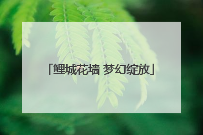 鲤城花墙 梦幻绽放